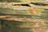 Free-Standing, Polished Petrified Wood - Madagascar #174479-2